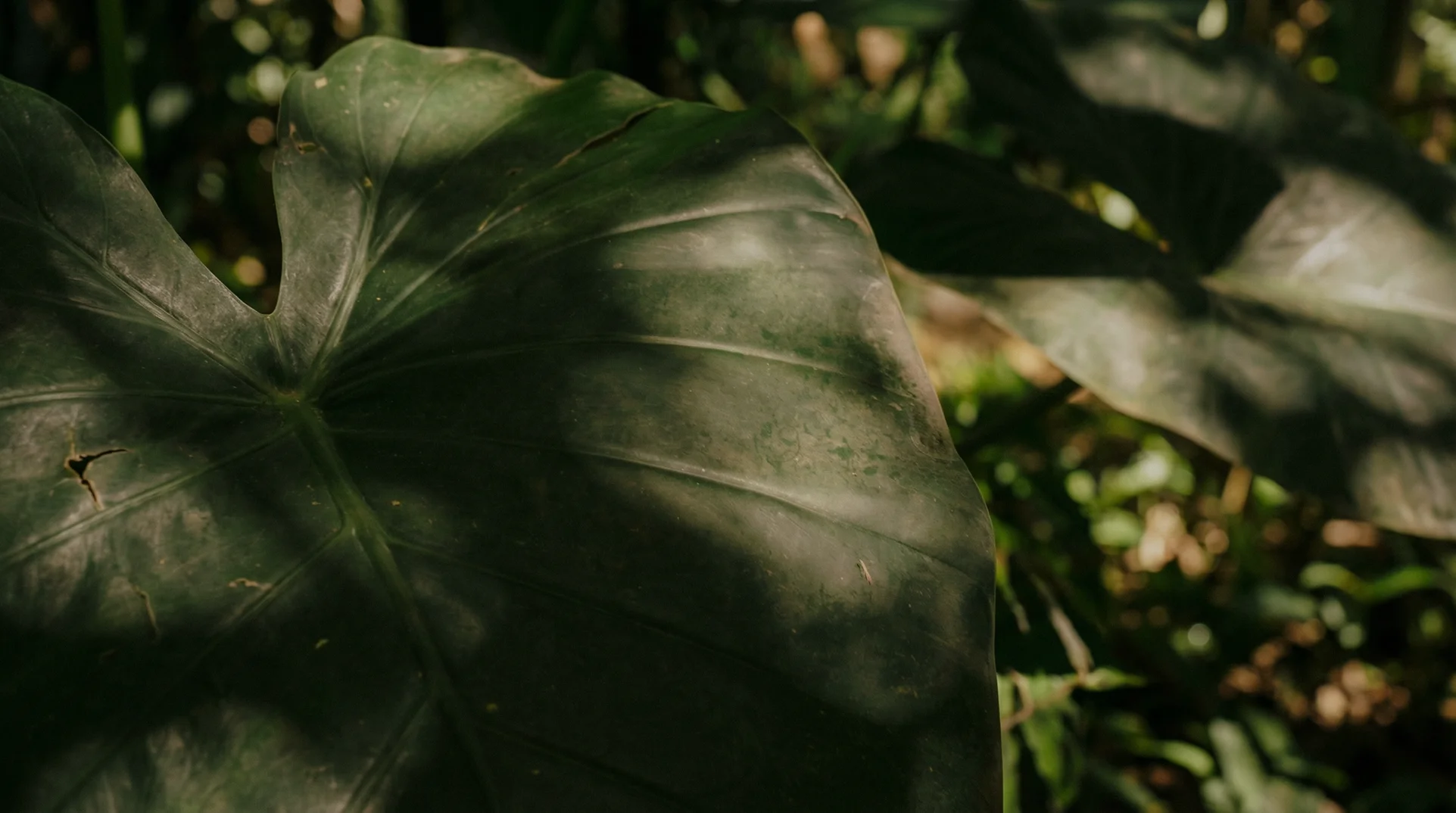 Campo Verde scent inspiration - Early morning mists over luxury green tropical fields