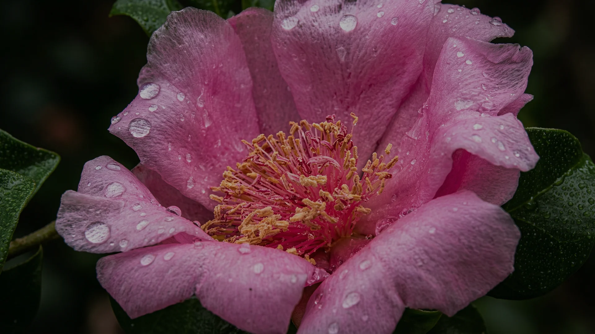 Rosa Bayahibe scent inspiration - Rare pink petals of the Bayahibe rose cactus